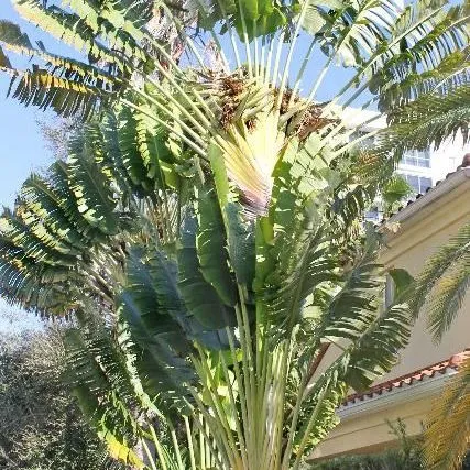 thumbnail for publication: Ravenala madagascariensis: Travelers-Tree